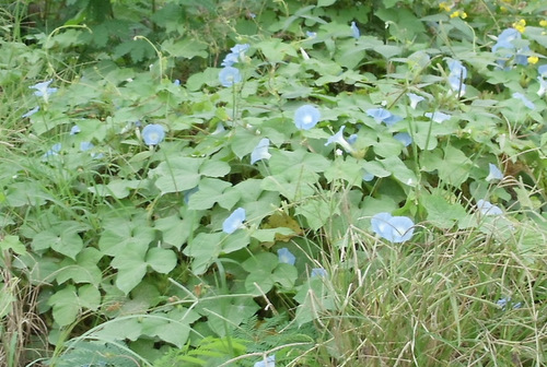 Blue Vine Flower.